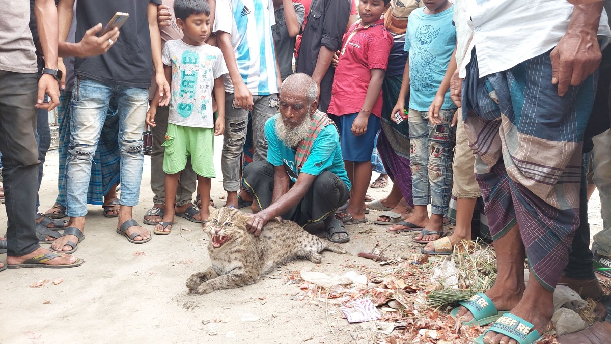 বাঘ মনে করে আহত মেছো বিড়ালকে ধরলো গ্রামবাসী