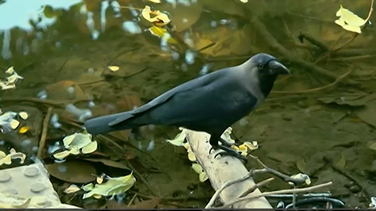 শহরের সব কাক যাচ্ছে কোথায়?