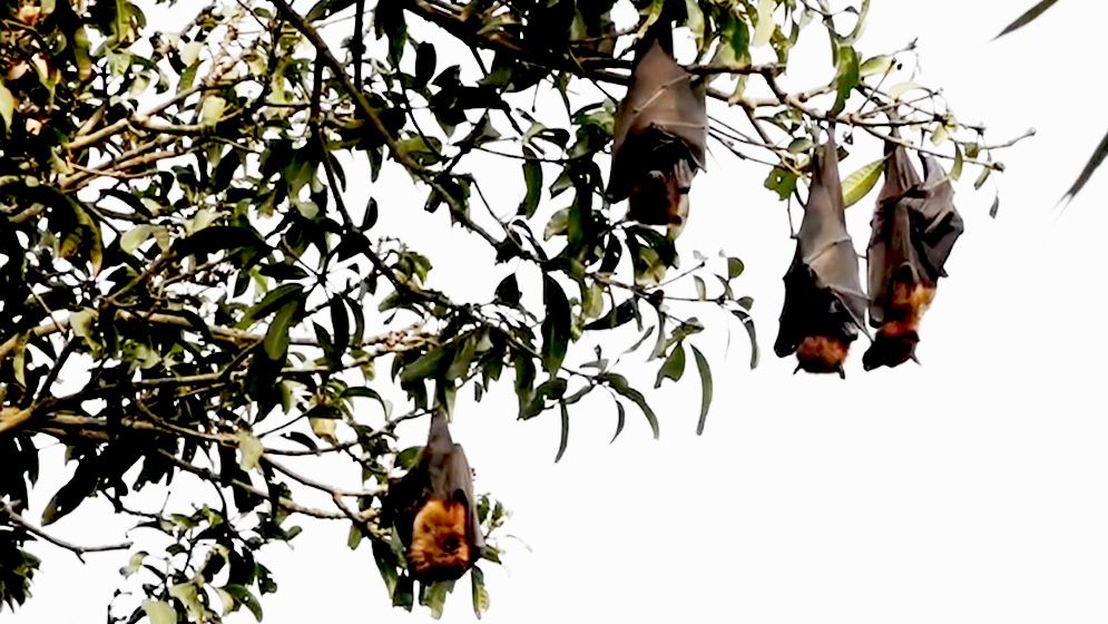 কয়েক জেলায় শনাক্ত নিপাহ ভাইরাসের উপস্থিতি, সতর্ক থাকার আহ্বান