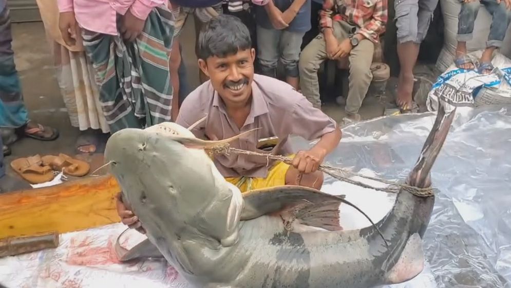 গাইবান্ধায় ৯০ কেজির বাঘাইড় মাছ বিক্রি হলো ১ লাখ টাকায়