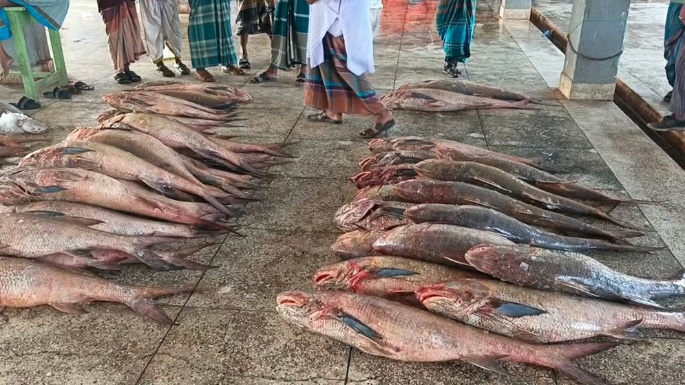 পিরোজপুরে জেলের জালে ধরা পড়লো ১০ লাখ টাকার লাক্ষ্যা মাছ