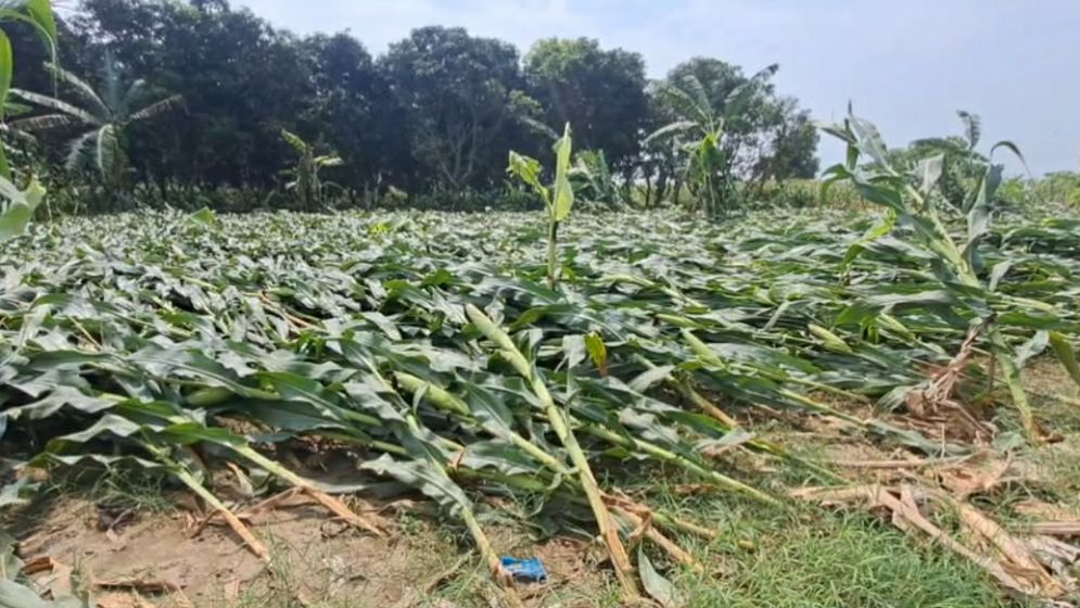 চুয়াডাঙ্গায় ঝড়ে ক্ষতিগ্রস্ত ৪০০ হেক্টর জমির ফসল
