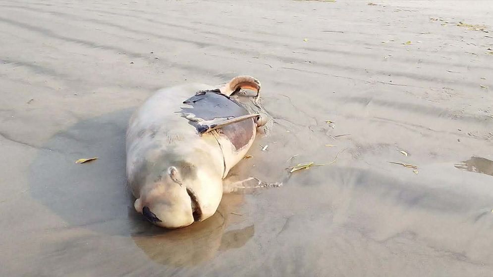 কুয়াকাটা সৈকতে আবারও ভেসে এলো মৃত ইরাবতী ডলফিন