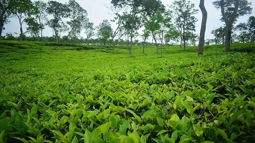 বদলে গেল ‘জাতীয় চা দিবস’ পালনের তারিখ