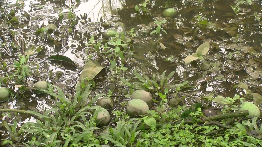 রংপুরে কালবৈশাখীর তাণ্ডবে হাঁড়িভাঙ্গা আমের ব্যাপক ক্ষতি