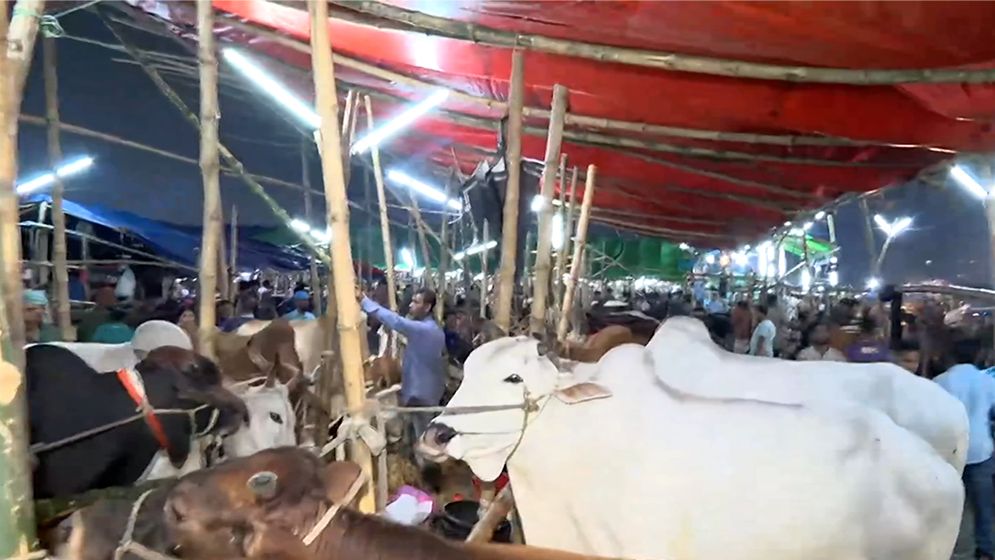 রাজধানীতে বৃষ্টির বাগড়ায় বিপাকে পশু ব্যবসায়ীরা, দাবি 'দাম কমেছে'