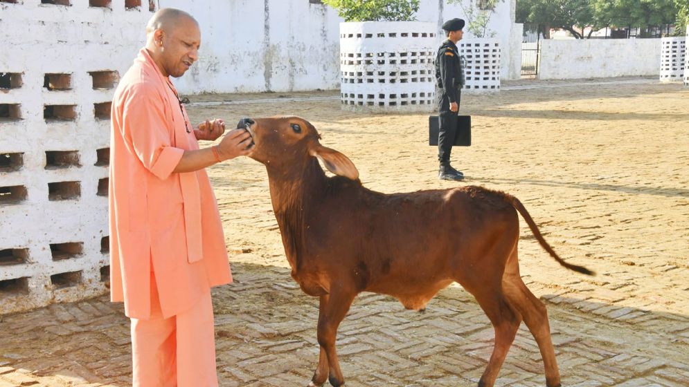 গরু শুধুমাত্র পশু নয়, 'মা' হিসেবে অর্ঘ্য নিবেদনেরও পাত্র: যোগী আদিত্যনাথ