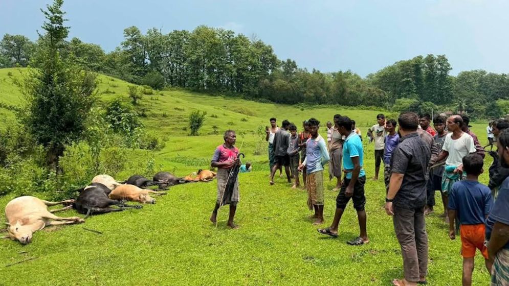 মৌলভীবাজারে বজ্রপাতে চা শ্রমিক পরিবারের ১৩ টি গরু ও ১টি মহিষের মৃত্যু