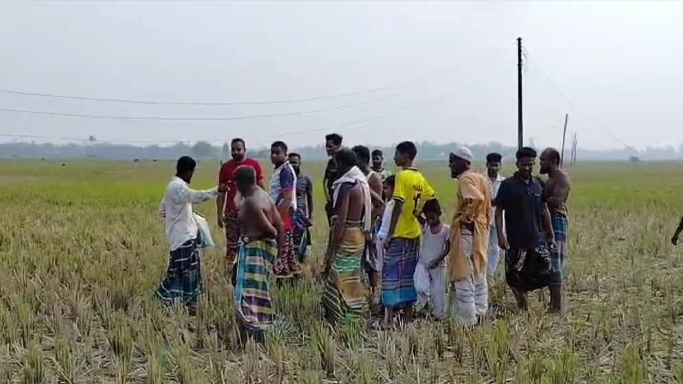 টাঙ্গাইলে অরক্ষিত খুঁটি থেকে বিদ্যুৎস্পৃষ্ট হয়ে ৫ টি গরুর মৃত্যু