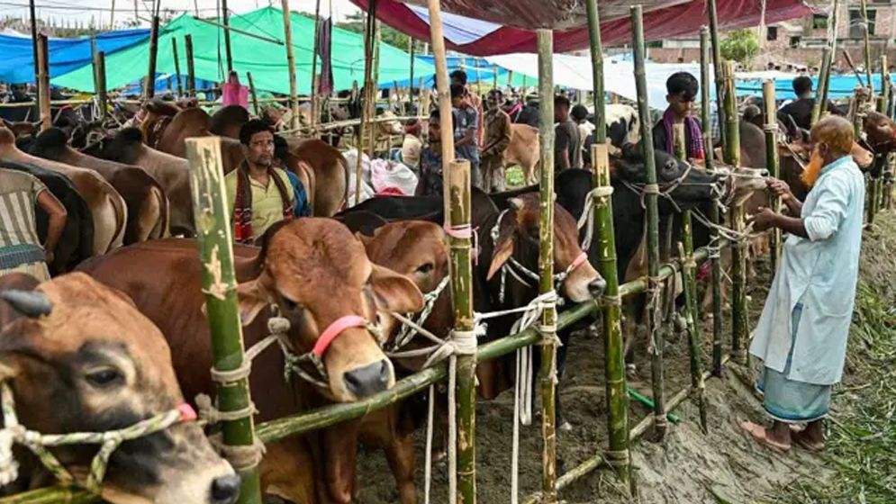 ঈদুল আজহায় ৯৩ লাখ ৬৭ হাজার পশু কোরবানি হয়েছে
