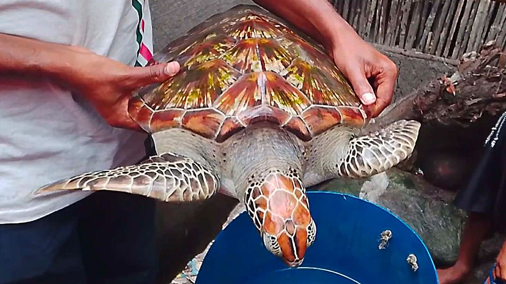 সুন্দরবনের নদীতে ধরা পড়ল বিরল প্রজাতির কচ্ছপ