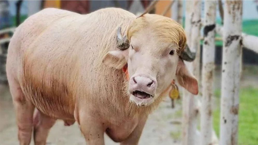 বিরল প্রজাতির সাদা মহিষটি বিএলআরআই’র কাছে হস্তান্তর