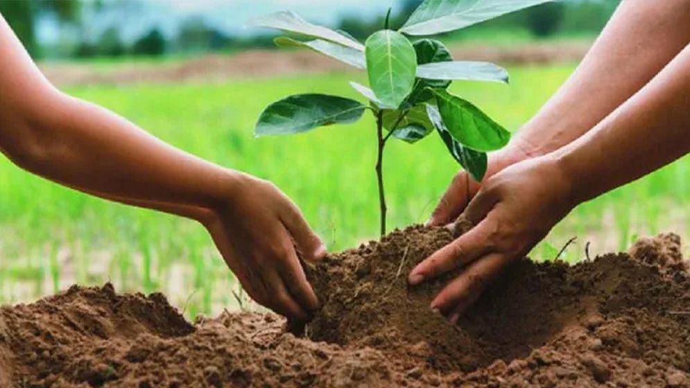 রাজবাড়ী‌তে স্কুল ফাঁকি দেওয়ায় ৪ শিক্ষার্থীকে লাগাতে হবে ৮০০ গাছ
