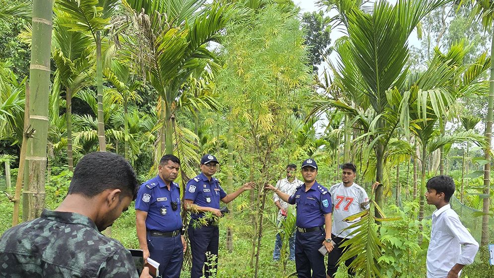 ভূরুঙ্গামারীতে সুপারি বাগানে গাঁজা চাষ, অভিযানে জব্দ ৪টি গাছ