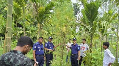 ভূরুঙ্গামারীতে সুপারি বাগানে গাঁজা চাষ, অভিযানে জব্দ ৪টি গাছ