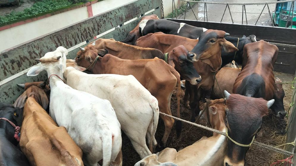 বিজয়নগর থেকে ডাকাতি হওয়া ৩১টি গরুসহ ট্রাক উদ্ধার