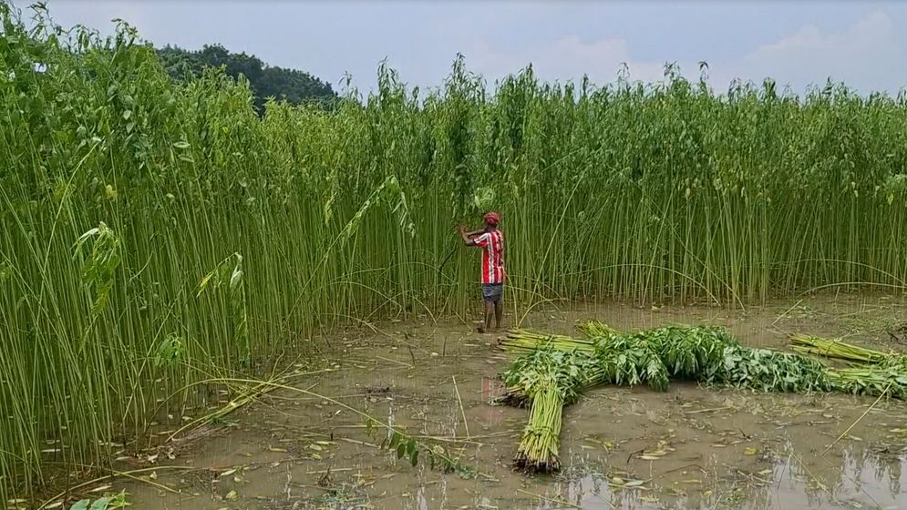 রাজবাড়ীতে পা‌টের ফলন ভালো হলেও দাম নি‌য়ে শঙ্কায় কৃষকেরা