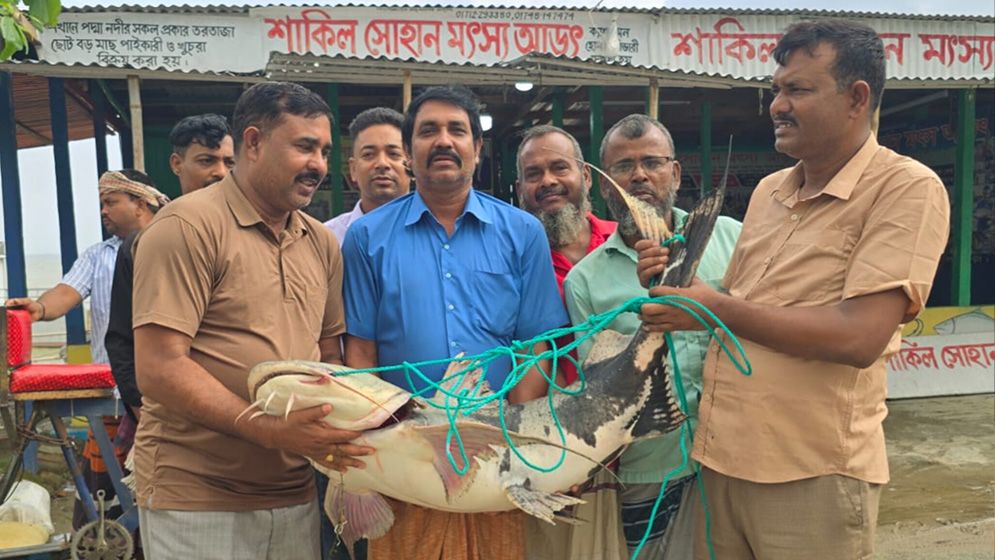 রাজবাড়ীতে দুটি বাঘাইড় বিক্রি হলো সোয়া লাখ টাকায়