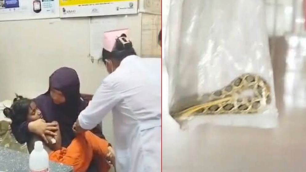 ফরিদপুরে রাসেল ভাইপারের কামড়ে আহত শিশু, সাপ নিয়েও হাসপাতালে স্বজনরা