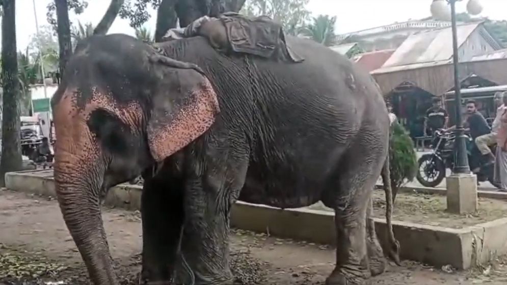 ফরিদপুরে হাতির ধাক্কায় ইজিবাইক উল্টে প্রাণ গেলো ১০ মাস বয়সী শিশুর