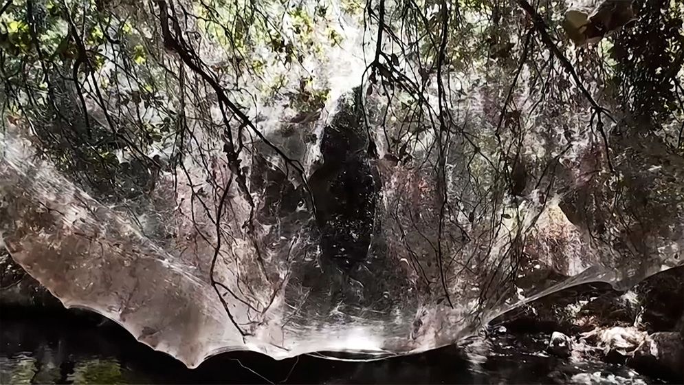 জেরুজালেমে মাইলের পর মাইল মাকড়সার জাল, কারণ কী?