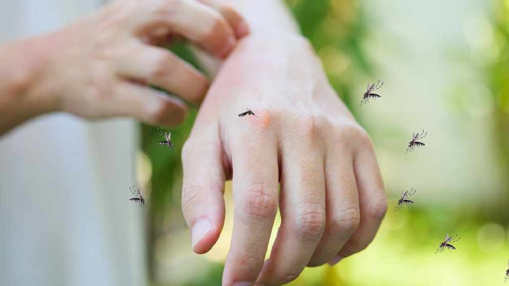 কিছু মানুষকে মশা বেশি কামড়ায়, কেন?