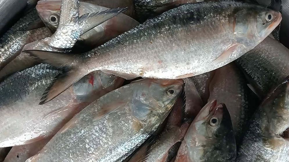 এক ট্রলারেই ৪৬ মণ ইলিশ, প্রায় অর্ধকোটি টাকায় বিক্রি