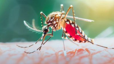 ২৪ ঘণ্টায় ডেঙ্গুতে ২ জনের মৃত্যু, শনাক্ত ৬৯৩