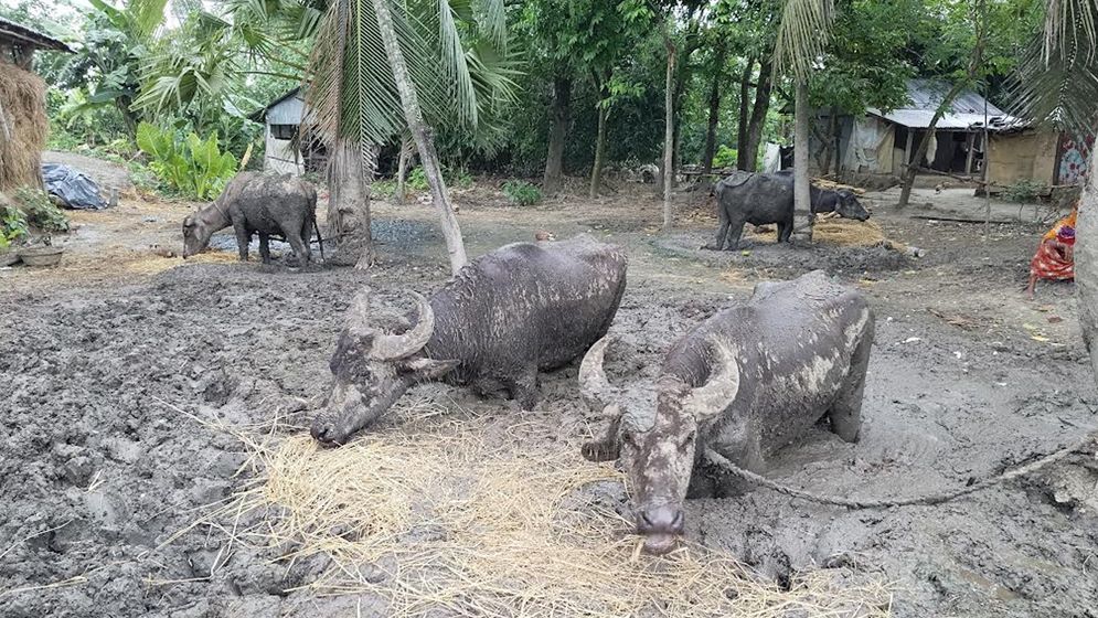 ঝিনাইদহে ছয় মাস ধরে কাদায় বেঁধে রাখা সেই ৪ মহিষ ইউএনও'র হস্তক্ষেপে উদ্ধার