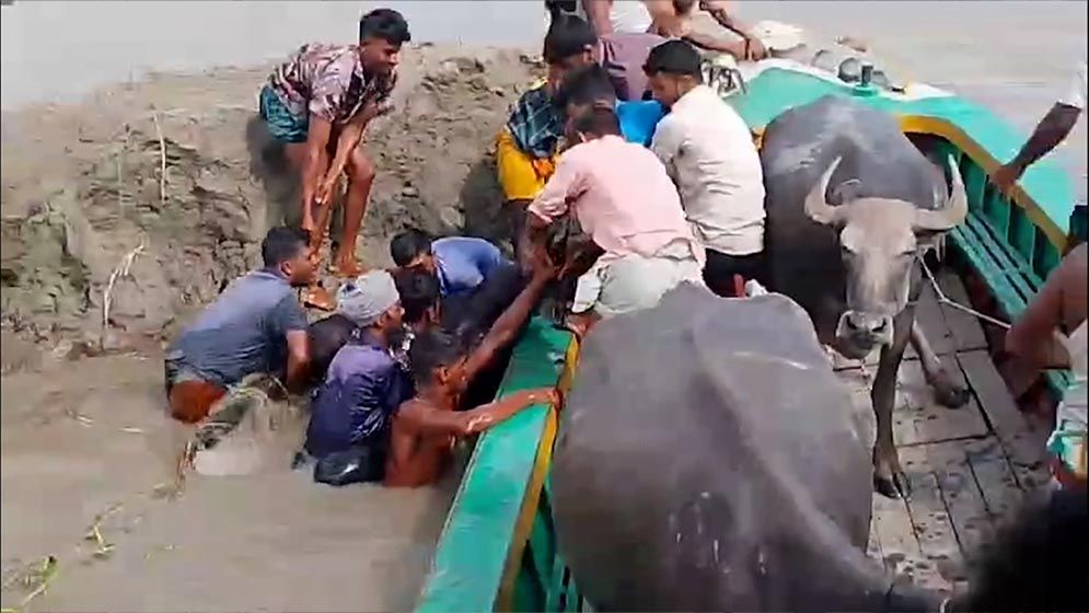 বাউফলে বিষ প্রয়োগে ৩টি মহিষের মৃত্যু, অসুস্থ ৩০