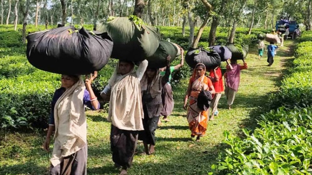 লো ঝিঙা ফুল, ঘণ্টাটা কলিজায় মারে বাড়ি