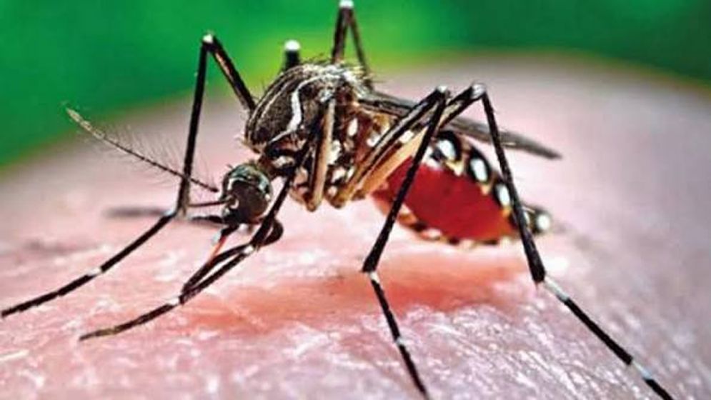 ২৪ ঘণ্টায় ডেঙ্গু কেড়ে নিল ৬ জনের প্রাণ, হাসপাতালে ১৪৯২