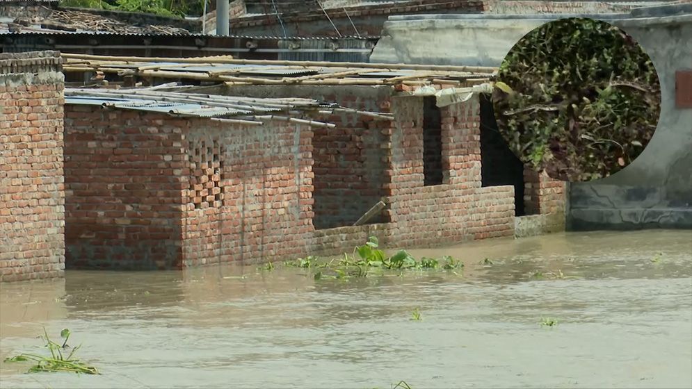 রাজশাহীতে উজানের ঢলে ভেসে আসছে বিষধর সাপ, আতঙ্কে পানিবন্দি বাসিন্দারা