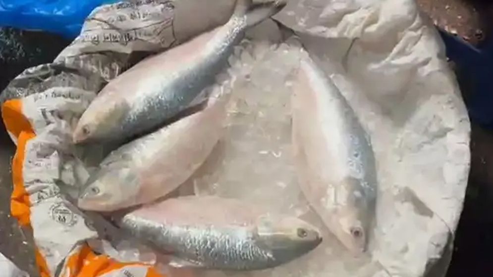 ইলিশের সরবরাহে টান, ভারত থেকে আমদানি ৫০০ টন