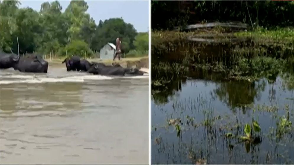 কুষ্টিয়া-চাঁপাইনবাবগঞ্জে পানি কমছে, বেরিয়ে আসছে বন্যার ক্ষতচিহ্ন