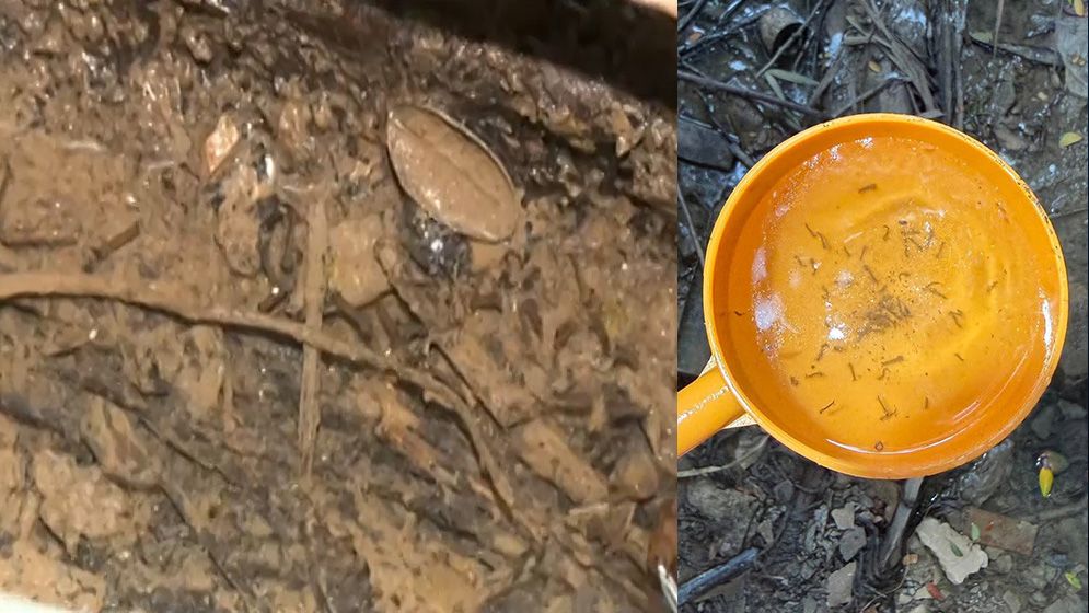 ডিএসসিসির অভিযানে নেই, বাস্তবে আছে এডিসের লার্ভা