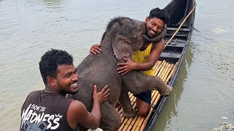 তিস্তা নদীতে ভেসে যাওয়া হাতির শাবককে উদ্ধার, মায়ের কাছে ফিরিয়ে দিলেন জেলেরা