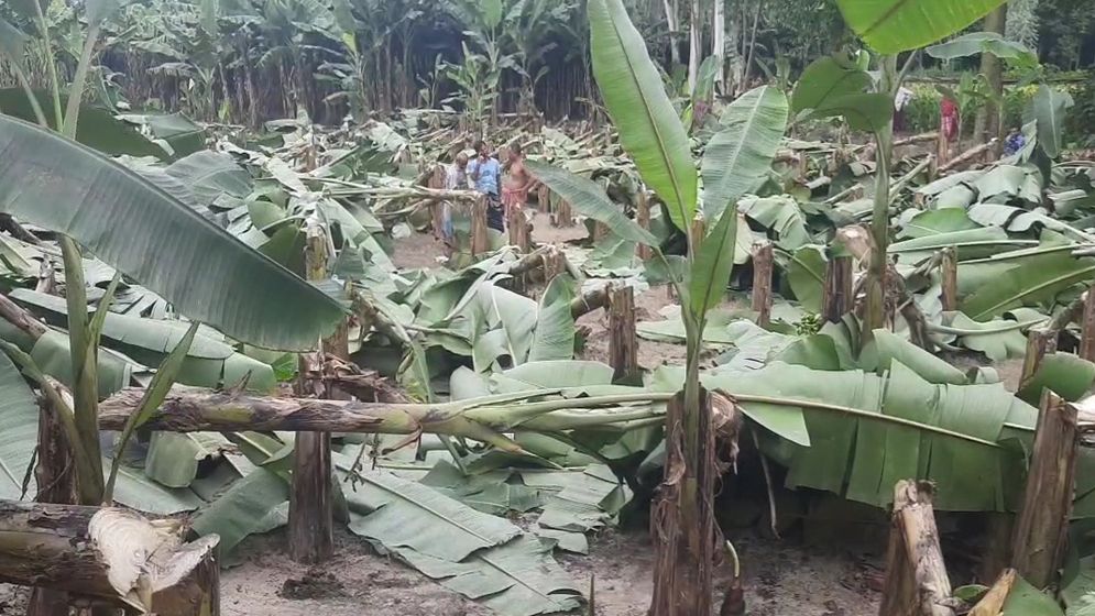 জয়পুরহাটে কৃষকের ৭০০ কলাগাছ কেটে দিলো দুর্বৃত্তরা