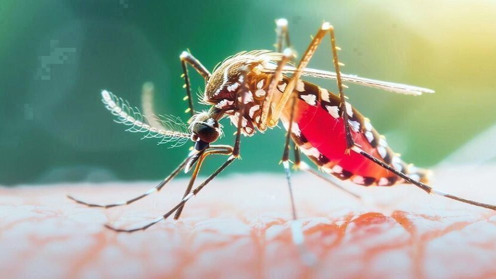 ২৪ ঘণ্টায় ডেঙ্গুতে ২ জনের মৃত্যু, হাসপাতালে ৯৫৫