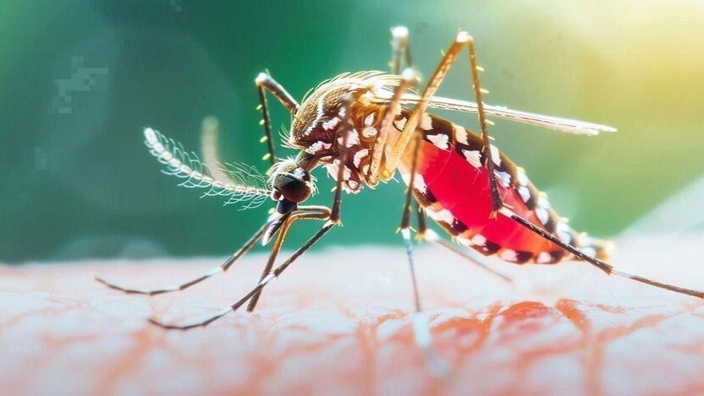 ২৪ ঘণ্টায় ডেঙ্গুতে ৩ জনের মৃত্যু, হাসপাতালে ভর্তি ১ হাজার ৪৩২
