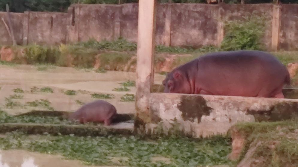 গাজীপুর সাফারি পার্কে জলহস্তী পরিবারে নতুন সদস্য