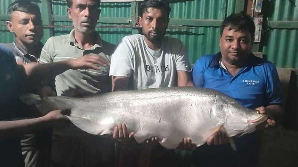 নাটোরে বড়শিতে ধরা পড়ল প্রায় ১৪ কেজির চিতল মাছ