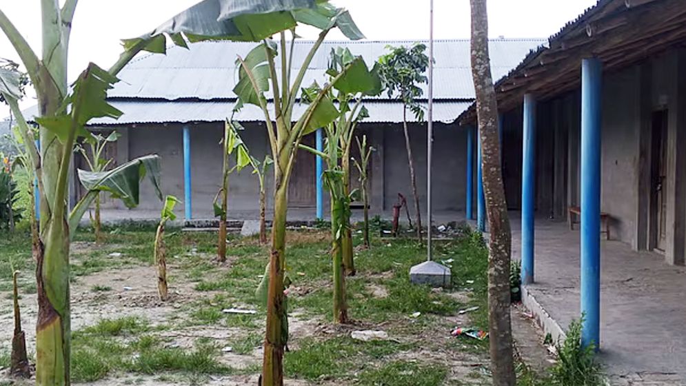 পুত্রবধূকে চাকরি না দেওয়ায় মাঠে কলাগাছ লাগিয়ে শিক্ষকের কক্ষে তালা দিলেন দাতা সদস্য