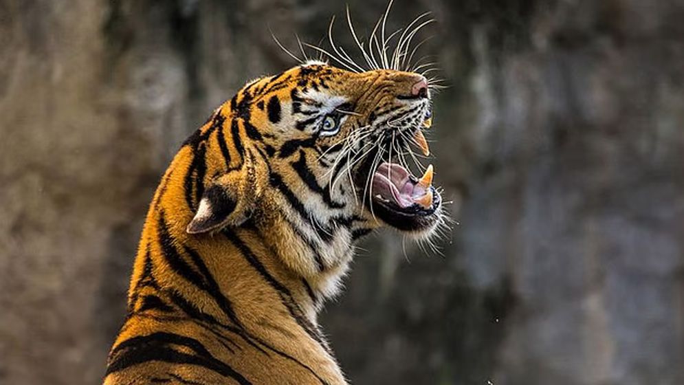 যুক্তরাজ্যে বাঘের খাঁচায় ঢুকে প্রাণ গেল এক ব্যক্তির