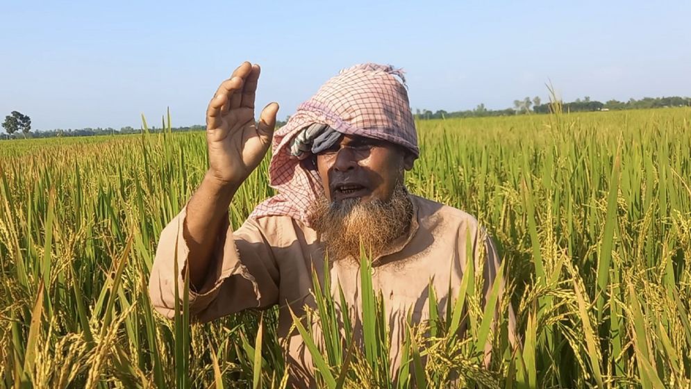 পূর্ব শত্রুতা ও জমি নিয়ে বিরোধে তেঁতুলিয়ায় আগাছানাশক প্রয়োগে ধান নষ্টের অভিযোগ