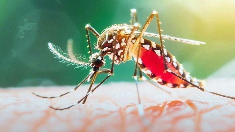 ডেঙ্গুতে ২৪ ঘণ্টায় ৭ জনের মৃত্যু, হাসপাতালে ভর্তি ১ হাজার ৩৭৩