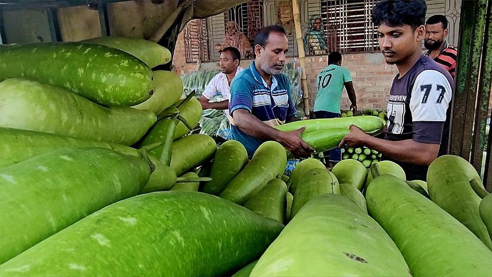 পঞ্চগড়ে এক টাকায় বিক্রি হচ্ছে ৪ পিস লাউ
